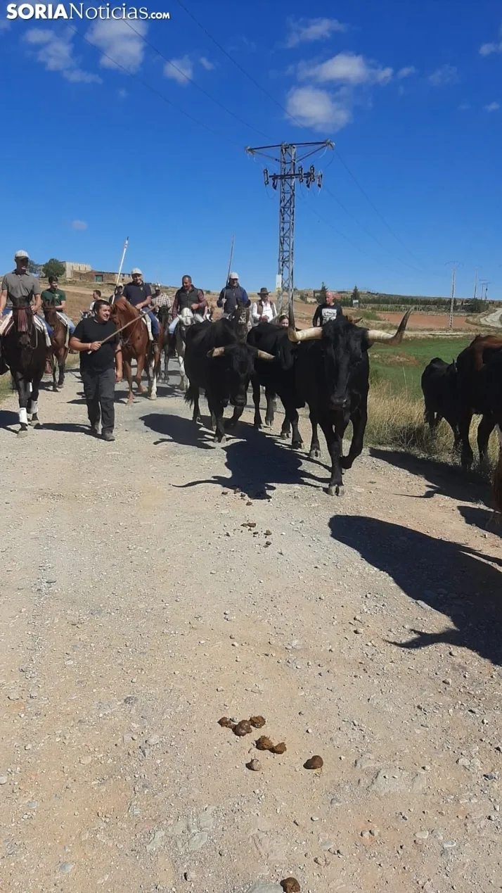 Una imagen de la jornada trashumante en Ágreda este sábado. /SN