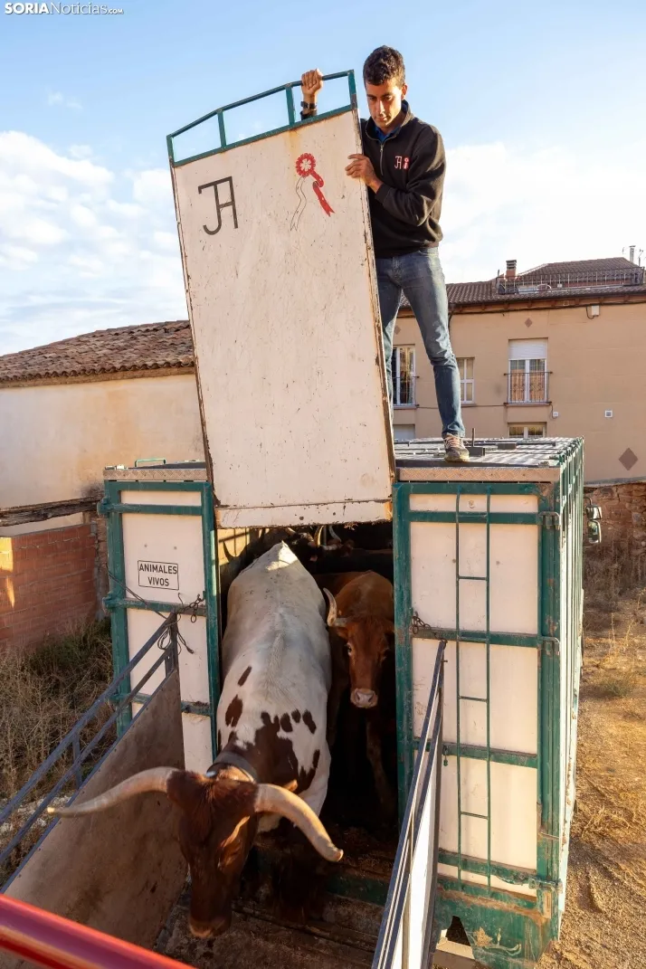 En im&aacute;genes: Emocionante encierro por las calles de &Oacute;lvega