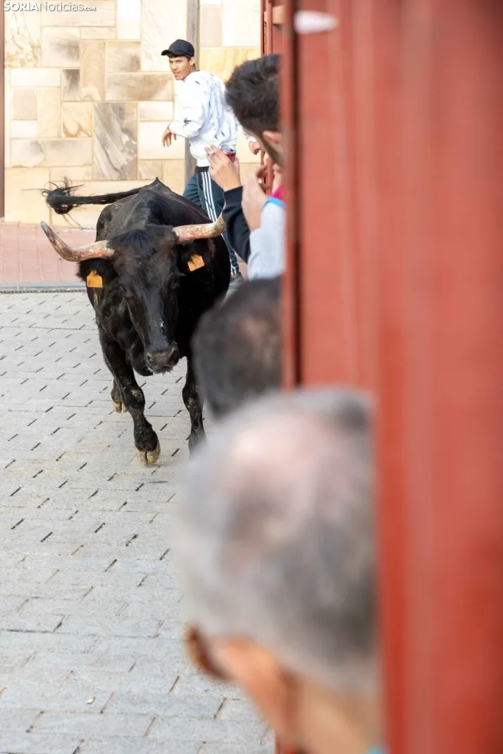 En im&aacute;genes: Emocionante encierro por las calles de &Oacute;lvega