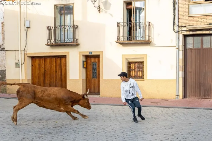 En im&aacute;genes: Emocionante encierro por las calles de &Oacute;lvega