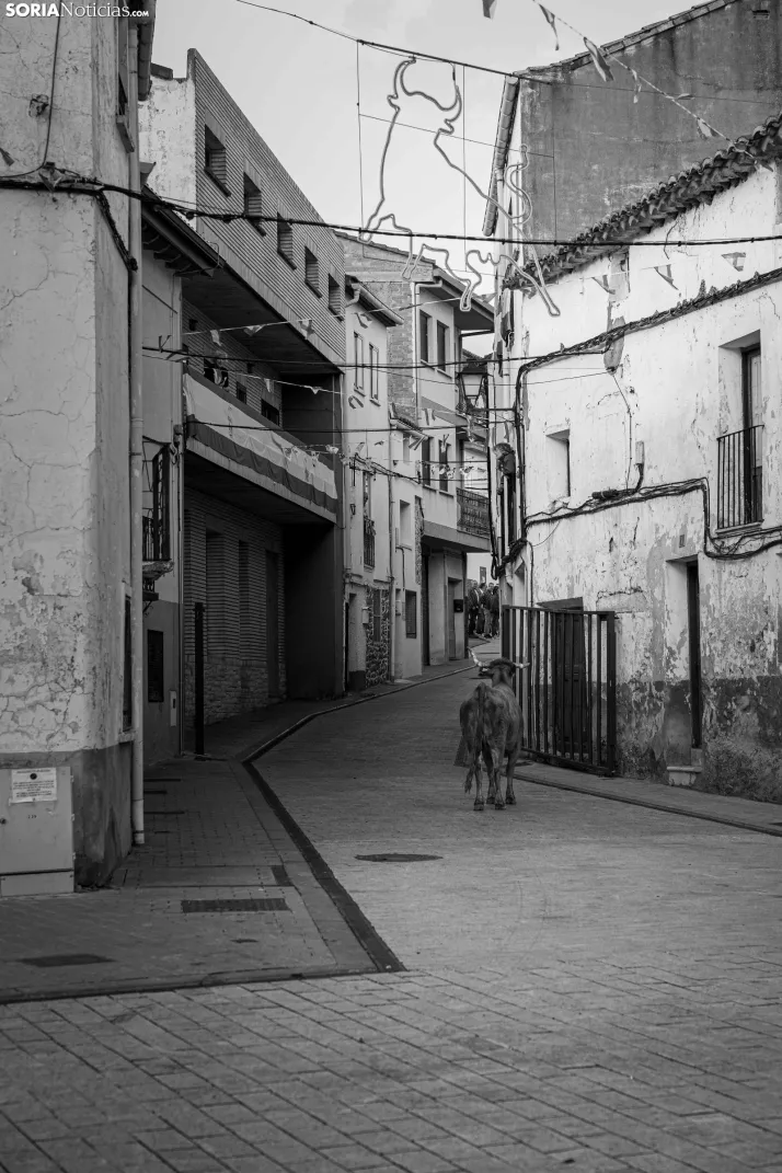 En im&aacute;genes: Emocionante encierro por las calles de &Oacute;lvega
