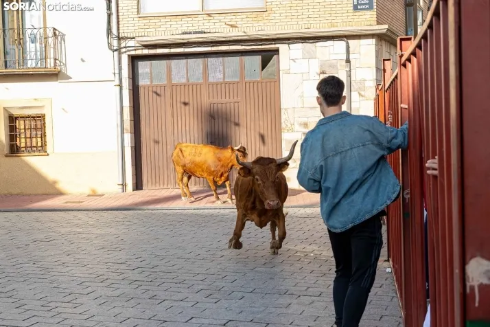 En im&aacute;genes: Emocionante encierro por las calles de &Oacute;lvega
