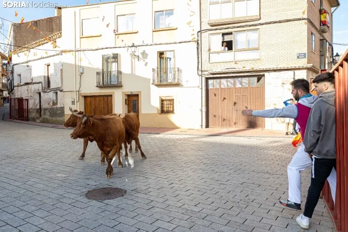En im&aacute;genes: Emocionante encierro por las calles de &Oacute;lvega