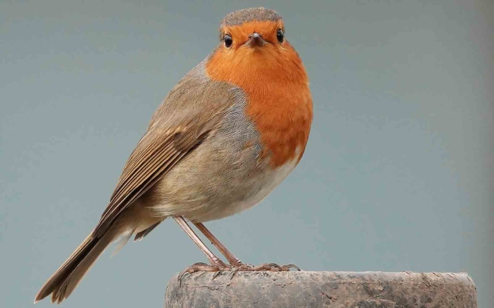 Este fin de semana, Día de las Aves en Soria