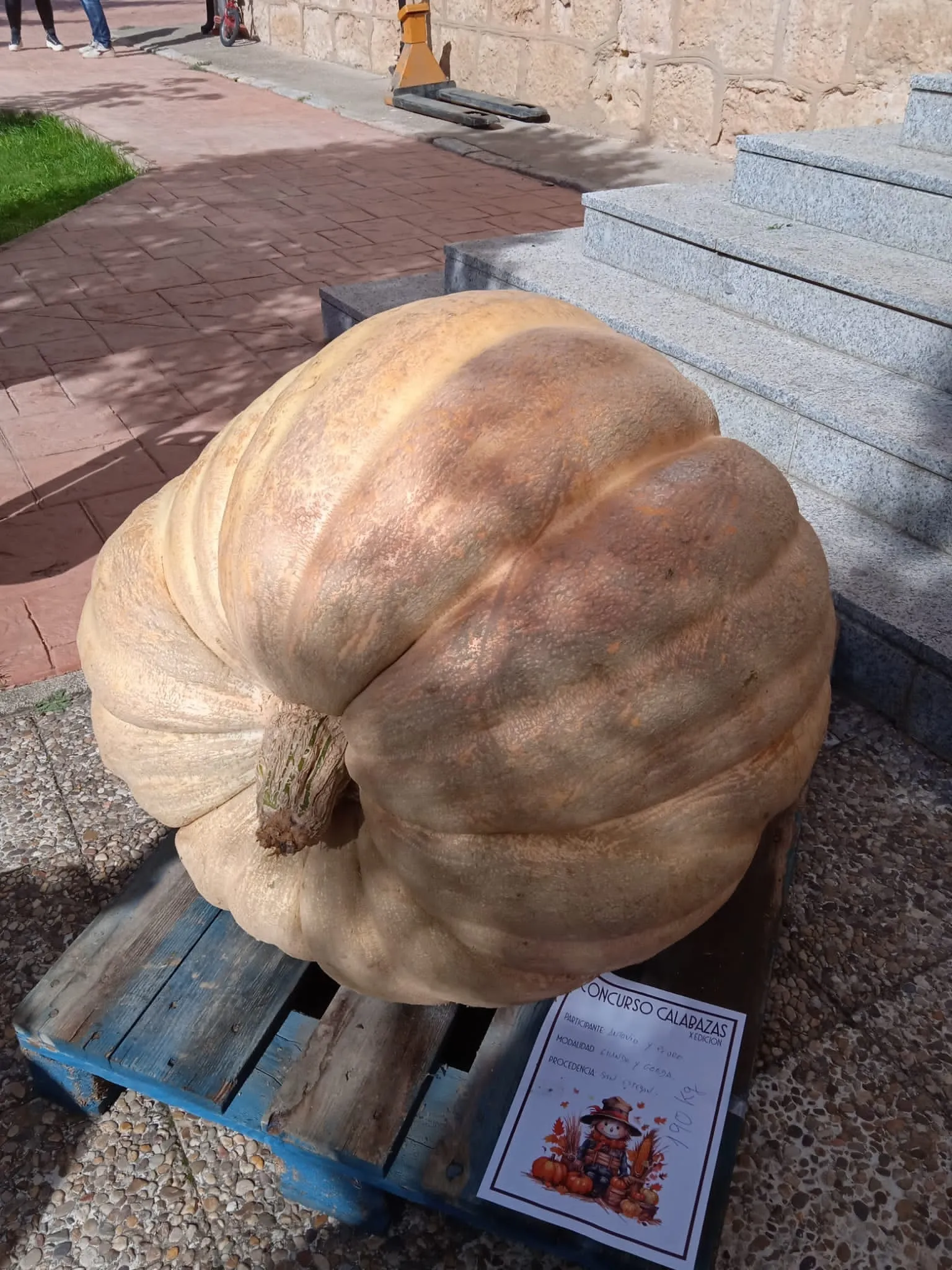 Foto 7 - Im&aacute;genes: &iquest;Sabr&iacute;as adivinar cu&aacute;nto pesa esta calabaza?