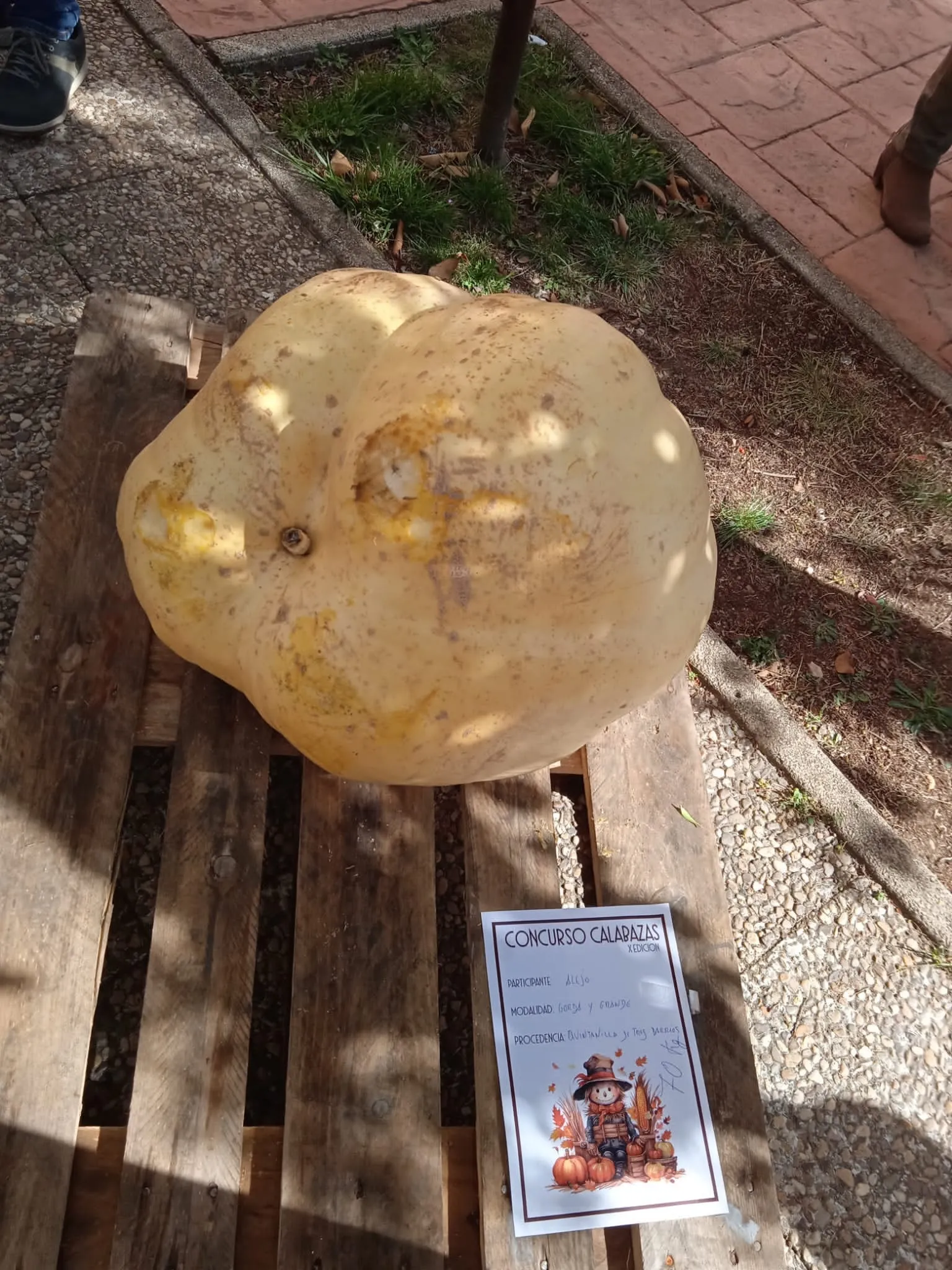 Foto 8 - Im&aacute;genes: &iquest;Sabr&iacute;as adivinar cu&aacute;nto pesa esta calabaza?