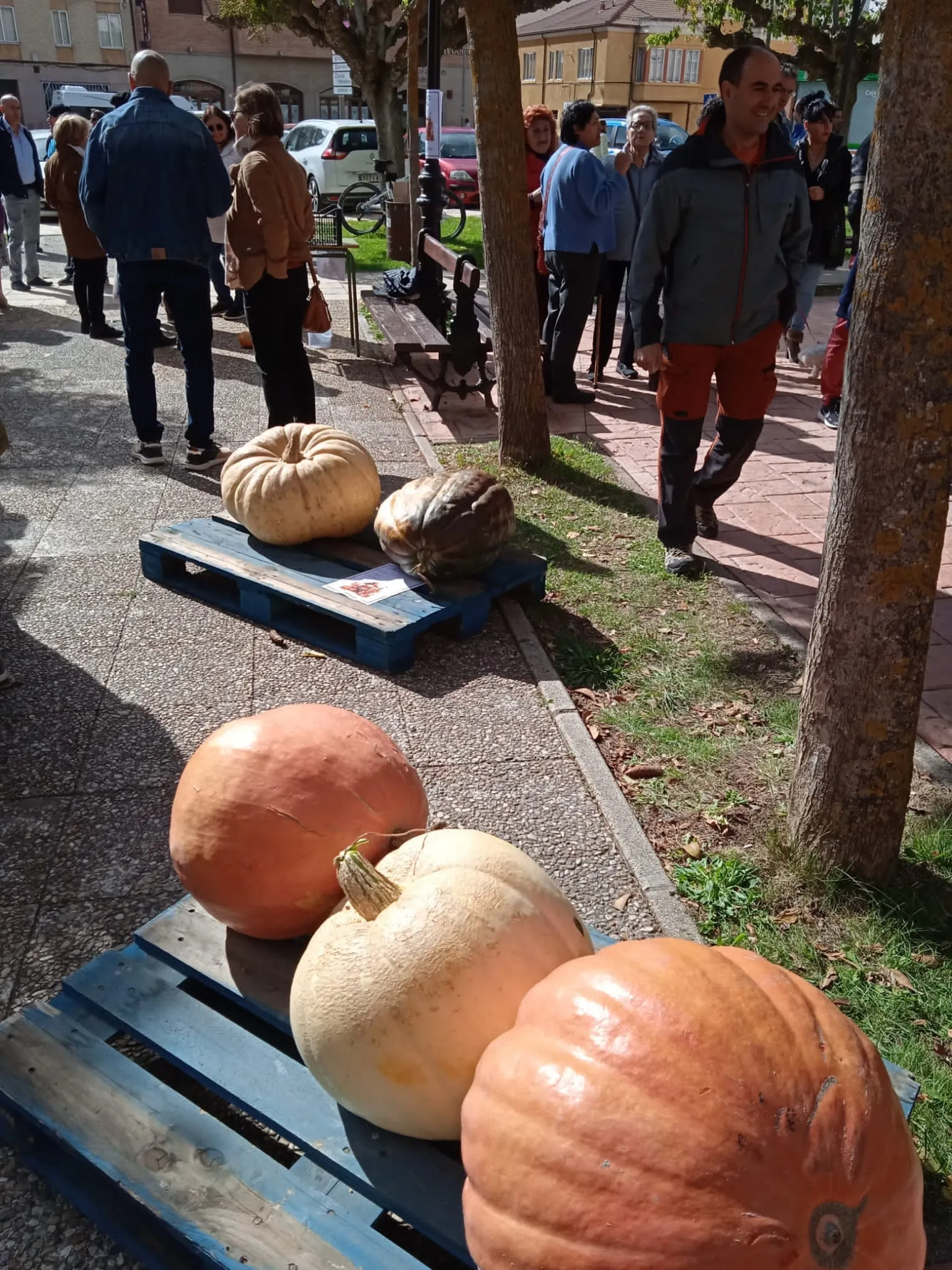 Foto 9 - Im&aacute;genes: &iquest;Sabr&iacute;as adivinar cu&aacute;nto pesa esta calabaza?