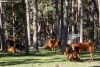 Vacas pastando en los pinares sorianos.