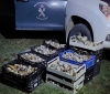 Foto 1 - Micología: Una operación en Covaleda se salda con 10 denuncias, 41 identificados y 226 kilos de boletus incautados 