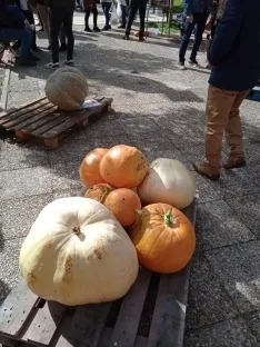 Foto 13 - Im&aacute;genes: &iquest;Sabr&iacute;as adivinar cu&aacute;nto pesa esta calabaza?