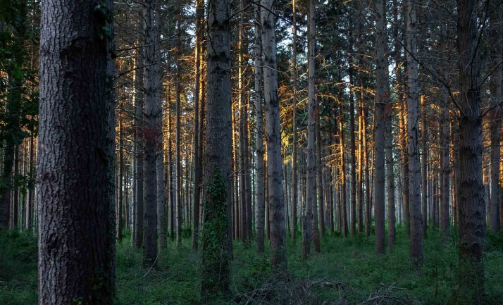 Föra Forest Technologies, spin off del Campus de Soria, celebra su décimo aniversario