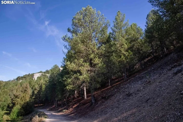 Un paseo por el Cañón del Río Lobos. /María Ferrer
