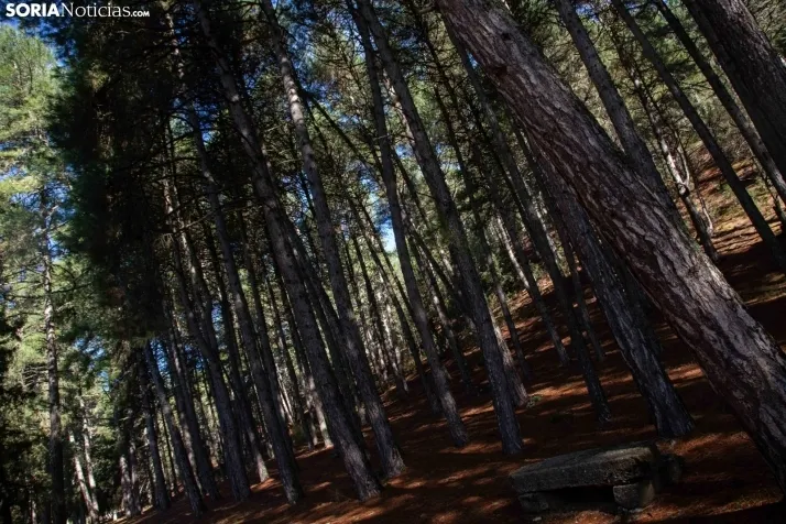 Un paseo por el Cañón del Río Lobos. /María Ferrer