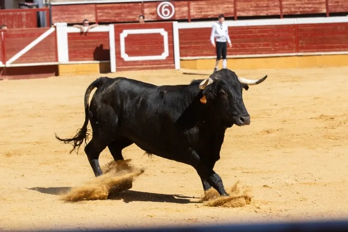 Quiebros, recortes o volteretas, en fotos: Soria vive una emocionante ma&ntilde;ana de recortes