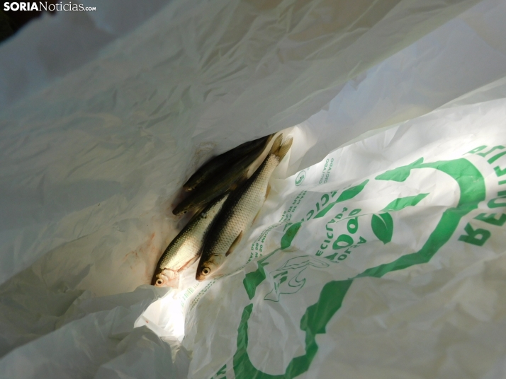 EN FOTOS | El r&iacute;o Duero se llena de peque&ntilde;os pescadores que buscan el mejor cipr&iacute;nido