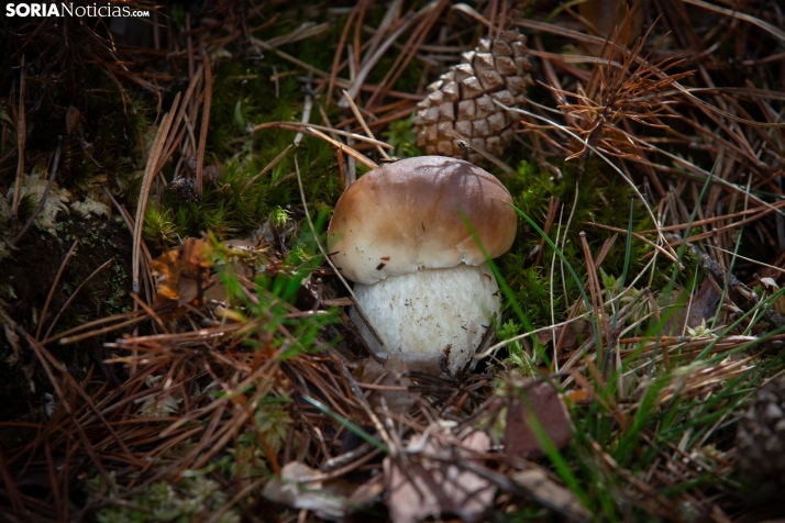 ¿Un único permiso micológico para coger setas en toda Soria?