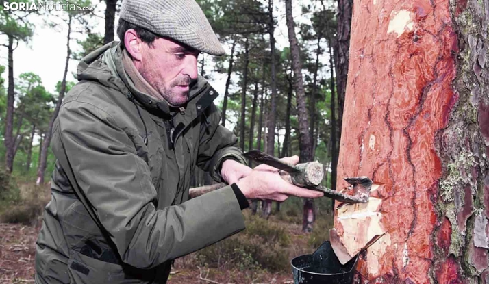 La Asociación Forestal de Soria canaliza el 87% de las solicitudes para las ayudas al sector resinero