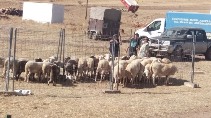 La XIV edición de la Feria de Ganado de Borobia llega con un Congreso de la Raya Castellano-Aragonesa