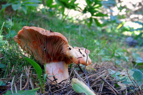 Micología: Los sorianos se echan a los montes en busca de setas, principalmente boletus y níscalos