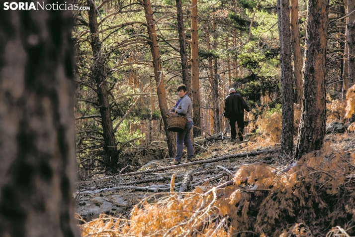 El tiempo en Soria trae buenas noticias para los amantes de las setas