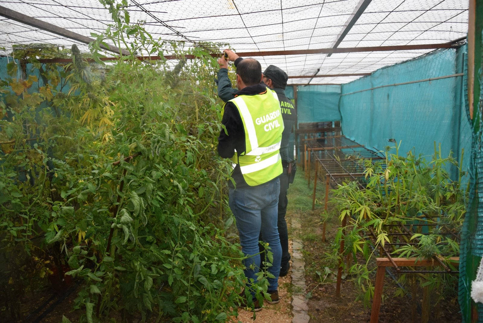 Dos personas detenidas por plantación y venta de marihuana en San Esteban de Gormaz