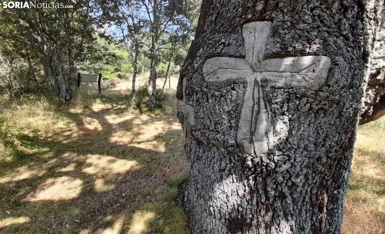 Una imagen del árbol. /SN