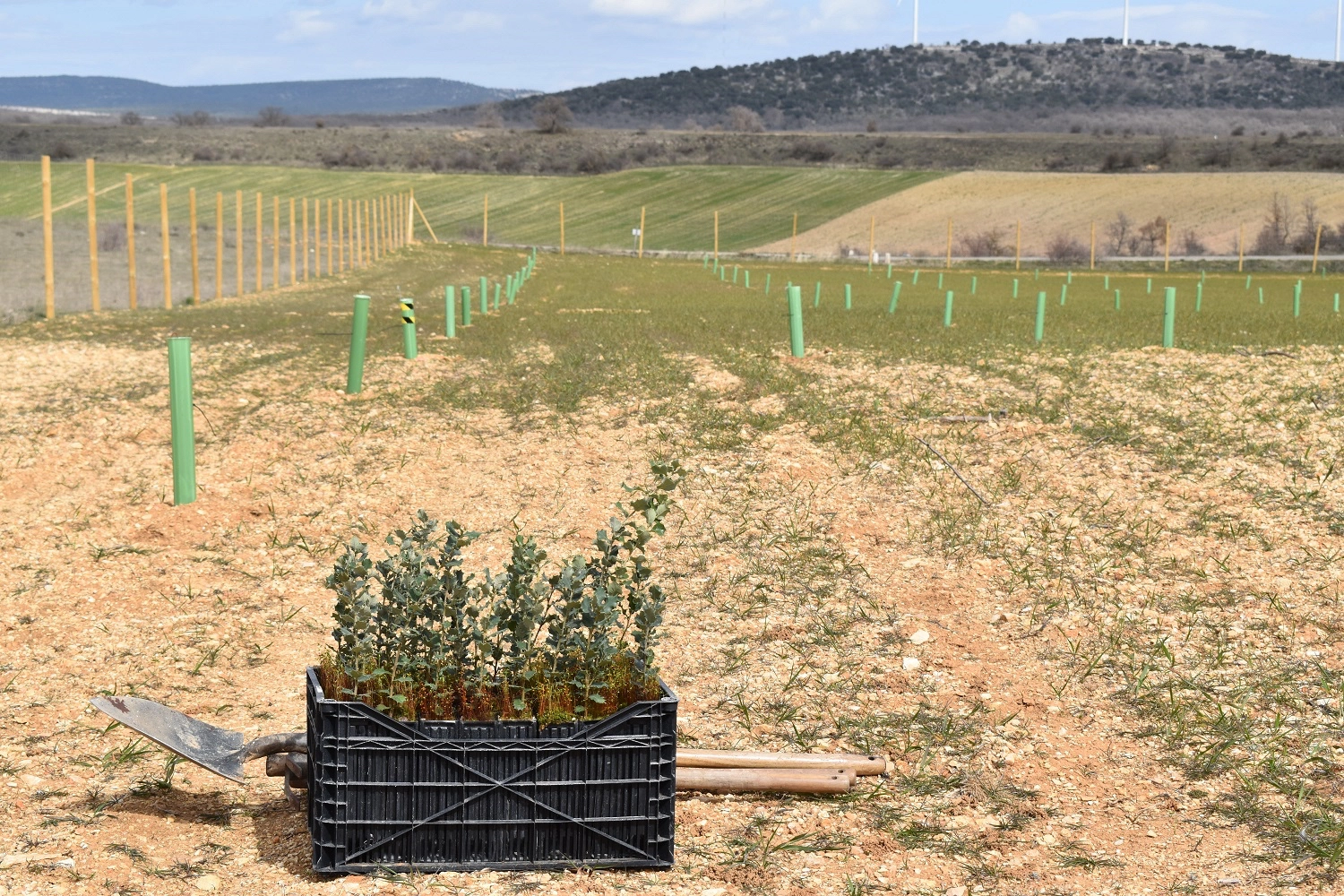 Todos los detalles de las nuevas ayudas para el cultivo de Trufa Negra de la Diputación de Soria