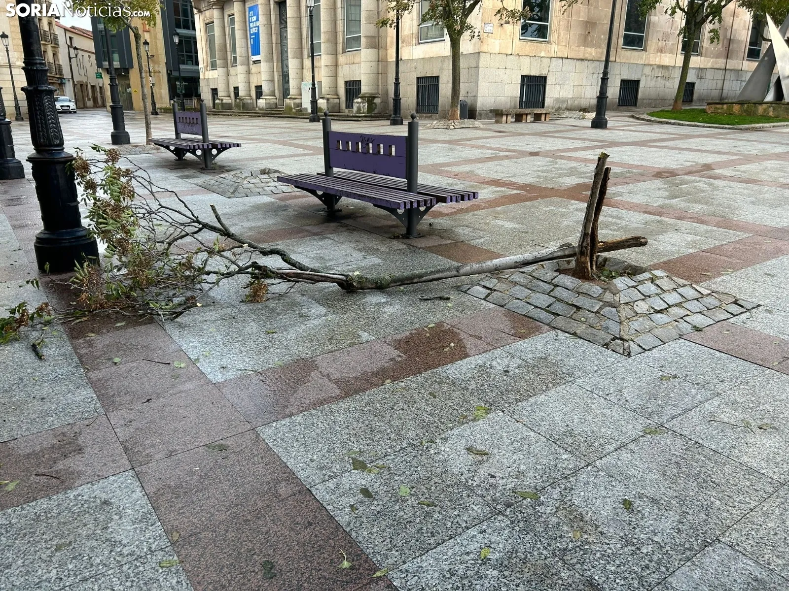 Foto 2 - Fotonoticia: El viento provoca la ca&iacute;da de varios &aacute;rboles en Soria