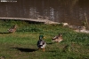 Los patos disfrutan del sol en San Esteban de Gormaz.