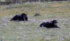 Dos vacas serranas, en un pastizal de la provincia de Soria. /SN
