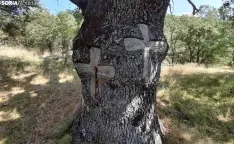 Una imagen del árbol. /SN