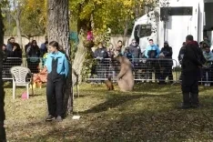 Foto 5 - Estos son los ganadores de la prueba de la Copa de Espa&ntilde;a de Obediencia Canina que ha tenido lugar en Almaz&aacute;n