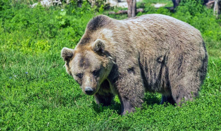 Buscan soluciones para paliar la incursión de una osa en localidades de León