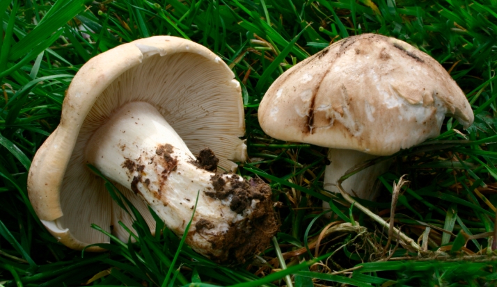 En abril setas y en mayo metas: Estos son los refranes protagonistas del nuevo número de Soria Salud