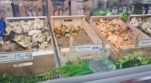 Micología | Así está el precio de las setas en Soria: los níscalos, amenazados