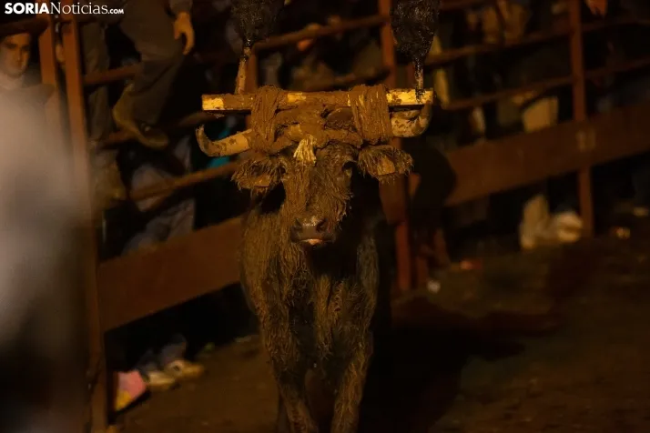 Toro Jubilo 2023