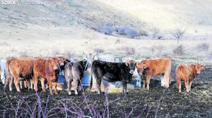 Con 2,1 M&euro; en Soria, Castilla y León abona el anticipo del 70% de las ayudas asociadas al sector ganadero PAC 2023