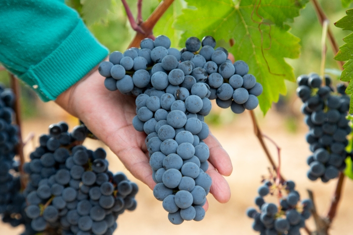 La Consejería de Agricultura, Ganadería y Desarrollo Rural concede ayudas por importe de 21,1 millones de euros para inversiones en bodegas