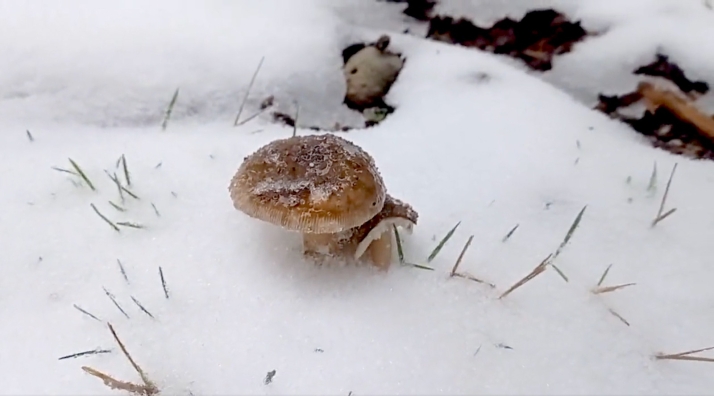 El invierno se adelanta mes y medio en Soria. La nieve cubre tesoros micológicos