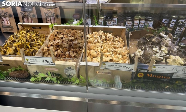 Micología |  Así está el precio de las setas en Soria: Desaparecen los boletus