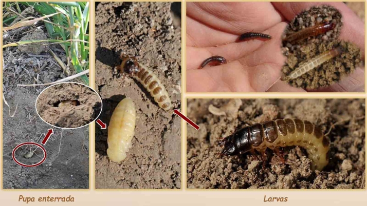 Castilla y León avisa a los agricultores de Gómara y Arcos de las medidas a tomar para prevenir el zabro