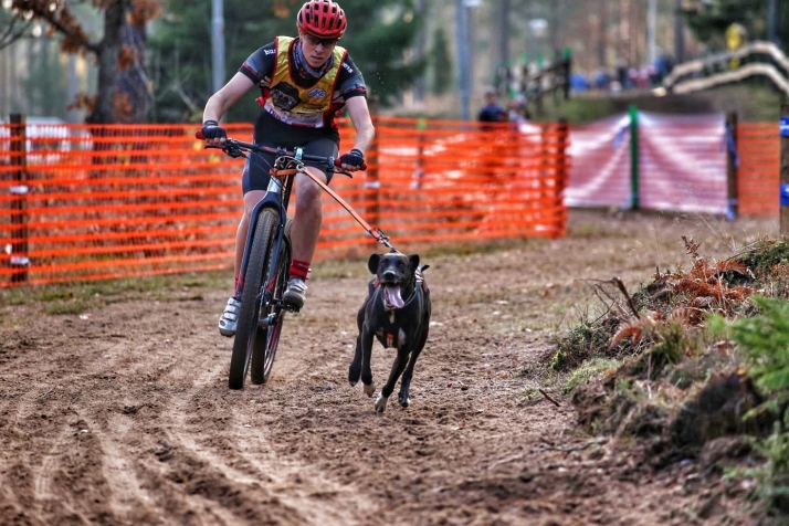 El mushing soriano triunfa en Castilla y León antes de organizar el Mundial