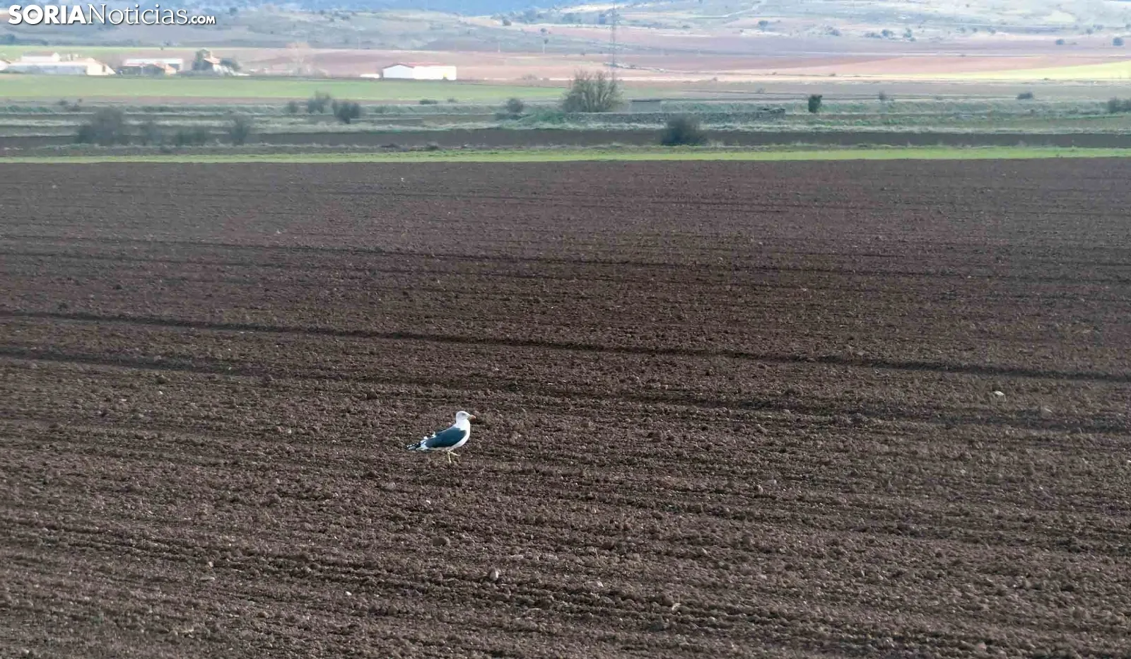 La gaviota que estos días mora en el Rituerto. /VFCG