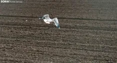 La gaviota que estos días mora en el Rituerto. /VFCG