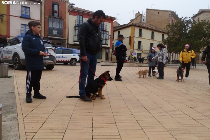 Una imagen de este mediodía canino en Almazán. /PC