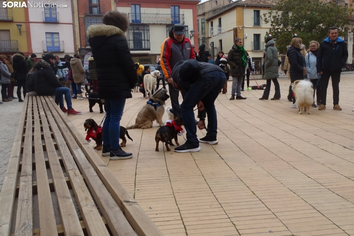 Una imagen de este mediodía canino en Almazán. /PC