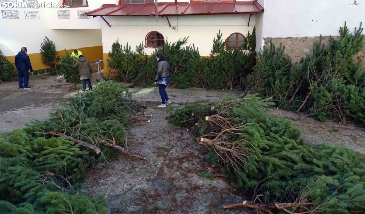 El Ayuntamiento reparte los pinos navideños a partir del lunes