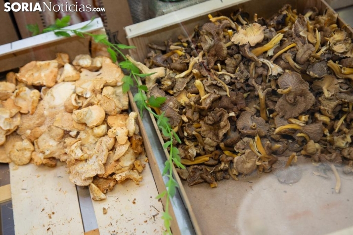 La resistencia micológica de España: Se esperan setas hasta mediados de enero