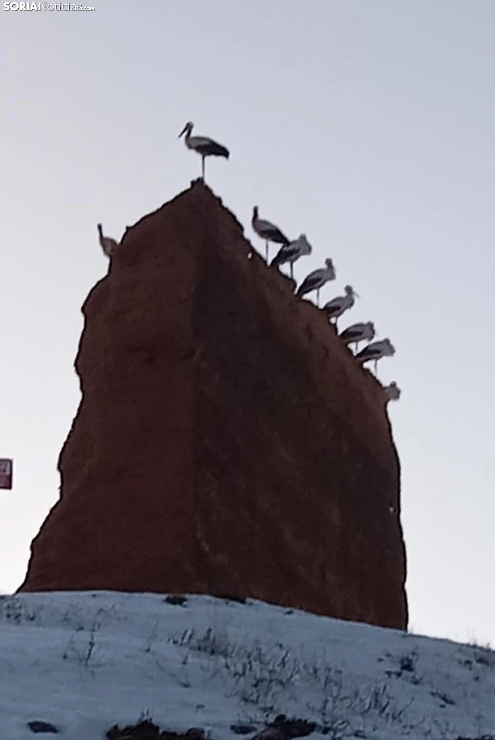 Cigüeñas en el castillo de Serón de Nágima. /Paz Martínez, Luisfer Cotela y Diego Martínez