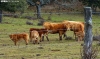 Cabezas de bovino en Pinares. /PC